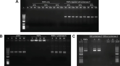 Figure 4 Gel retardation assay performed to evaluate the effect of dichloromethane and sonication on the stability of the RNPs.Notes: (A) pDNA and RNPs were probe sonicated at 40%, 50%, and 60% amplitude for 30, 60, and 120 seconds; (B) DNA and RNPs vortexed with dichloromethane for 5, 15, 30, and 60 minutes. (C) RNPs processed through double emulsification process. The secondary emulsion was sampled after 1 and 2 minutes of sonication. Same samples were loaded with or without disruption with proteinase K after the sonication treatment.Abbreviations: L, 1 kb plus DNA ladder; D, DNA only; pDNA, plasmid DNA; RNPs, cationic RALA nanoparticles.