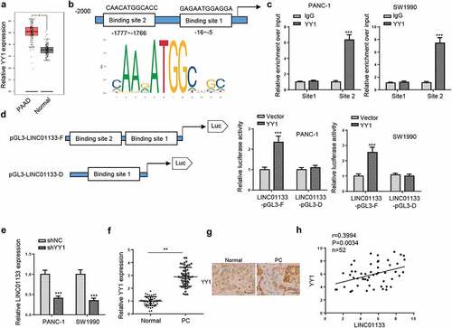 Figure 3. YY1 induces the upregulation of LINC01133 in PC cells.