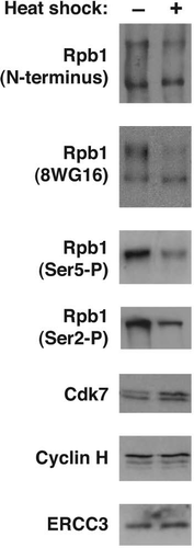 Figure 1 The level of Ser5-P and Ser2-P in nuclei decreases upon heat shock. Western blots were performed to detect total Rpb1, Ser5-P, Ser2-P and three subunits of TFIIH in nuclei isolated from NIH 3T3 cells. Representative data are shown.