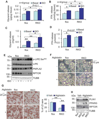 Figure 3. RPTOR deficiency-induced LD degradation was reversed by inhibiting lipolysis in primary adipocytes. RPTOR deficiency increased basal and isoproterenol-induced release of glycerol (A) and free fatty acids (B) from WAT. Dissected fat tissue samples were cultured in 2% FFA-free BSA media in the presence or absence of 10 μM isoproterenol for 2 h, and the media was collected for ELISA analysis. ISO, isoproterenol. RPTOR depletion enhanced basal and isoproterenol-induced release of glycerol (C) and free fatty acids (D) in primary adipocytes. Cells were washed with PBS and incubated in 2% BSA medium in the presence or absence of 10 μM isoproterenol for 2 h, and the media was collected for the ELISA analysis. (E) The basal and isoproterenol-induced phosphorylation of LIPE at Ser563 was enhanced by RPTOR deficiency in primary adipocytes. (F) Treatment with lipolysis inhibitor Atglistatin suppressed RPTOR deficiency-induced LD degradation during adipogenesis. Day 6 differentiated adipocytes were treated with or without 5 µM Atglistatin for 4 days. (G) Oil red O staining of cells with or without lipolysis inhibitor, Atglistatin, in rptor KO and control adipocytes. (H) Treatment with lipolysis inhibitor, Atglistatin, restored adipogenic markers downregulated by RPTOR deficiency during adipogenesis. Figure 3E–H were the representative data from three individual experiments. The data in Figure 3A–D,G are presented as the mean ± S.E.M. *p < 0.05, **p < 0.01.