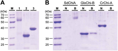 Figure 7. Chitin-binding activity of SdChiA, GlxChi-B and CrChi-A.(a) SDS-PAGE of three proteins (each 2 µg) applied to the chitin-binding assay. The gel was stained with CBB. Lane M, marker proteins; lane 1, SdChiA (CBM18 × 2+ GH18); lane 2, GlxChi-B (CBM18+ GH19); lane 3, CrChi-A (GH18). (b) The proteins were applied to chitin powders equilibrated with 0.15 M NaCl in 10 mM Tris-HCl. After incubation and centrifugation, the adsorbed and unadsorbed fractions were subjected to SDS-PAGE, and then stained with CBB. Lane M, maker proteins; lane N, the unadsorbed fraction; lane B, the adsorbed fraction.