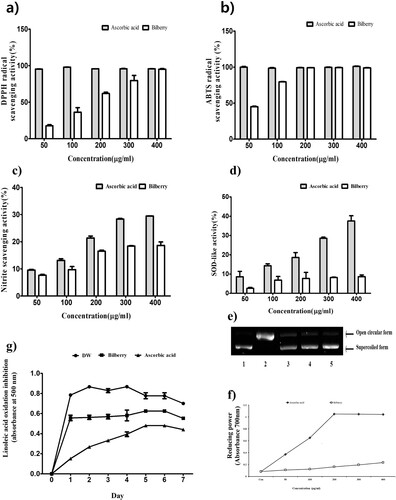 Figure 1. The antioxidant of bilberry extract. (a) DPPH radical scavenging, (b) ABTS radical scavenging activity of bilberry extract, (c) nitrite scavenging activity, (d) SOD-like activity, (e) oxidative DNA damage prevention activity of bilberry extract agarose gel electrophoretic patterns of plasmid DNA breaks by hydroxyl radical reaction in the presence of the extract of bilberry. Line 1, plasmid DNA control; Line2, negative plasmid DNA control with FeSO4 and H2O2 (DNA damage control); Line 3–5, plasmid DNA, FeSO4 and H2O2 in the presence of the extract with concentrations of 50, 100 and 200 µg/mL, respectively, (f) reducing power activity of bilberry extract, (g) inhibition of linoleic acid oxidation of bilberry extract. Sample and sodium phosphate buffer (pH 7.0), DW, and 50 mM linoleic acid was mixed and incubated at 40°C for 7 days. Then the above mixture was mixed with 2.5 mL of 75% ethanol, 50 μL of 30% ammonium thiocyanate and 50 μL of 20 mM ferrous chloride and incubation for 3 min at RT. The absorbance was measured at 500 nm wavelength every day. Ascorbic acid was used as a positive control. All data are expressed as mean ± standard deviation (n = 3).