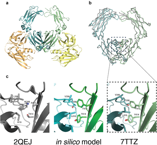 Figure 3. The crystal structure of heterodimeric IgA Fc steric design 6 was solved in complex with S. aureus SSL7 (PDB ID: 7TTZ). The heterodimeric IgA Fc has high structural homology with the predicted in silico model and differs from wild-type IgA Fc only at the CH3:CH3 interface. (a) Cartoon representation of the heterodimeric IgA Fc (steric 6) in pale cyan and pale green in complex with two S. aureus SSL7 monomers in pale orange and pale yellow (PDB ID: 7TTZ). (b) Superimposition of the heterodimeric IgA Fc (steric 6) crystal structure (pale blue and pale green) and wild-type IgA Fc (PDB ID: 2QEJ; gray) illustrates the structural homology between heterodimeric and homodimeric IgA CH2 and CH3 domain structure. The peptide backbone is drawn as ribbon and mutated residues and equivalent wild-type residues in the CH3:CH3 interface are drawn as sticks. (c) Cartoon representation of heterodimeric IgA (steric 6) CH3:CH3 interface with mutated residues drawn as sticks (right) compared to wild-type homodimeric IgA Fc (PDB ID: 2QEJ) interface (left) and the predicted in silico model (middle).