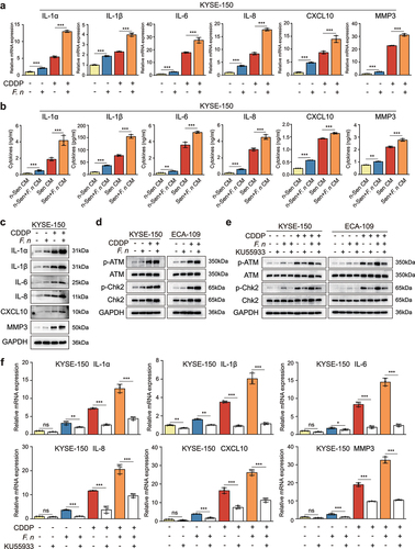 Figure 5. F. nucleatum infection enhanced the secretion of CDDP-induced SASP through the activation of DNA damage response pathway.