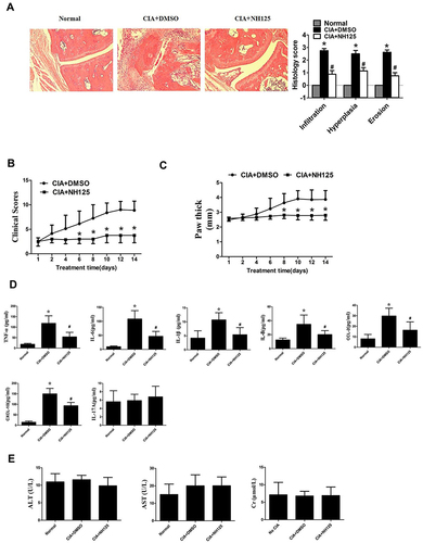 Figure 5 NH125 attenuated synovial inflammation and bone erosion of CIA mice. CIA mice were treated with either dimethyl sulfoxide (DMSO; vehicle) or NH125 (1 mg/kg/day) for 14 consecutive days. (A) The right panel showed histological findings of the joints of CIA mice (Original magnification, ×100). The light panel showed the score for synovial infiltration, hyperplasia, and cartilage erosion evaluate by Hematoxylin & eosin staining. NH125 ameliorated clinical scores (B) and paw swelling (change in paw thick) (C) of CIA mice. (D) Serum levels of TNF-α, IL-6, IL-1β, IL-8, CCL-2, CXCL-10 and IL-17A were evaluated by ELISA assays. (E) Serum alanine aminotransferase (ALT), aspartate aminotransferase (AST) and creatinine (Cr), respectively. The above data were mean± SEM of normal mice (n=5), DMSO-treated mice (n=8), and NH125-treated mice (n=8). *P< 0.05 vs normal control, #P < 0.05 vs DMSO.