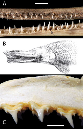 Figure 3. (a) Left lateral view of the mid-section of the rostrum of an extant gar (Lepisosteus osseus, CMM-O-33) showing the presence of small peripheral teeth (one of which is highlighted by a black arrow along the lower jaw) adjacent to the fewer larger fangs in both the upper and lower jaws. (b) Life drawing by Tim Scheirer of the way in which the type specimen might have been bitten. Reproduced from Godfrey and Palmer (Citation2015). (c) CMM-0-0007, labial view of a short section of the upper left lateral dentition of the extant porbeagle shark, Lamna nasus, showing teeth with a large main cusp and smaller bilateral cusplets. Scale bars equal 10 mm.