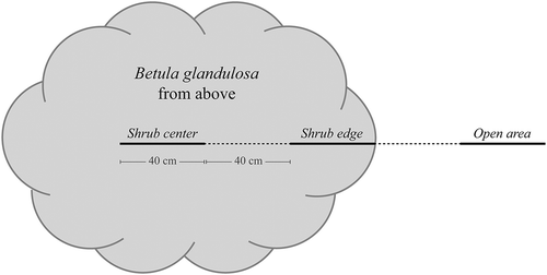Figure 2. Position of the three linear surveys conducted near and underneath each of the seventy-five Betula glandulosa individuals sampled in Nunavik, Québec, Canada. Sampling was carried out on 40-cm-long linear surveys and separated from the other surveys by 40 cm. The end of the inner edge survey was aligned with the shrub edge so that it was completely under the shrub canopy.