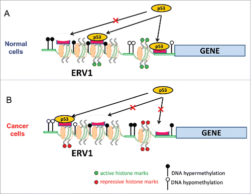 Figure 7. A model for p53 distinctive binding patterns in normal (A) and cancer (B) cells. In normal cells, p53 binding often occurs in genomic regions close to the gene TSS, characterized by high levels of DNA methylation (filled circles) and active histone marks such as H3K4me3 (green dots on histone tails). By contrast, the p53 binding sites in cancer cells are characterized by low levels of DNA methylation (empty circles) and high levels of repressive histone marks (red dots on histone tails). Reduction of DNA methylation levels leads to chromatin decondensation, which helps to expose p53 sites that are normally embedded in closed chromatin domains. Thus, the shift of the genomic binding patterns of p53 in cancer cells appears to reflect cancer-associated epigenetic dysregulation. Both normal and cancer p53 binding sites are enriched in ERV1 retroviral elements.