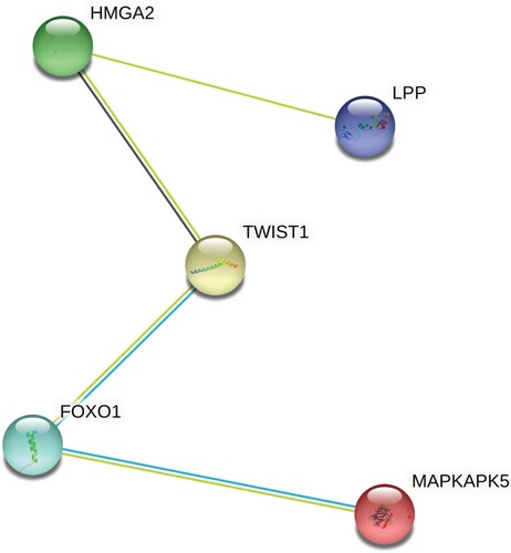 Figure 5. Hsa-miR-186 targets network analysis.