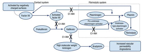 Figure 1. Pathway of contact system activation and interaction with fibrinolytic system. Contact system activation starts with the activation of factor XII. Activated factor XII converts plasma prekallikrein into plasma kallikrein. Kallikrein cleaves high molecular weight kininogen to produce bradykinin. Bradykinin causes vasodilatation and increased vascular permeability, leading to angioedema. The fibrinolytic system can also lead to bradykinin formation and vascular leakage via factor XII activation by plasmin. Kallikrein regulates the fibrinolytic system by cleaving pro-urokinase plasminogen activator into urokinase-type plasminogen activator, causing activation of plasminogen to plasmin. C1 inhibitor (C1-INH) regulates these pathways via inhibition (bold crosses) [Citation30].