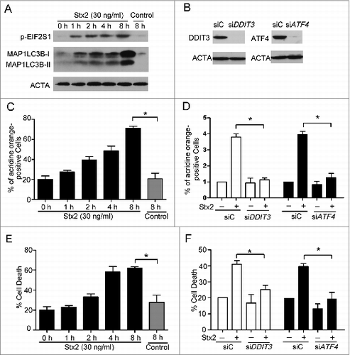 Figure 5. Stx2 induces autophagy through ER stress. (A) Measurement of EIF2S1 phosphorylation and MAP1LC3B-II conversion following Stx2 treatment using western blot analysis. Caco-2 cells were treated with 30 ng/ml Stx2 for 0, 1, 2, 4, or 8 h or were untreated for 8 h. (B) The inhibition efficiency of the siRNAs against DDIT3 and ATF4. Caco-2 cells were transfected with siRNAs targeting DDIT3 and ATF4 (100 nM each) for 24 h, and the protein levels of the 2 targets were evaluated using western blot analysis. (C and D) The quantification of autophagosomes in Caco-2 cells by acridine orange staining. The cells were treated with only 30 ng/ml Stx2 or were treated with Stx2 after transfection with siC, siDDIT3, or siATF4 for 24 h. (E and F) Detection of cell death by PI staining. Caco-2 cells were treated as above. The data shown represent the mean ±SD of at least 3 independent experiments.*P < 0.05.