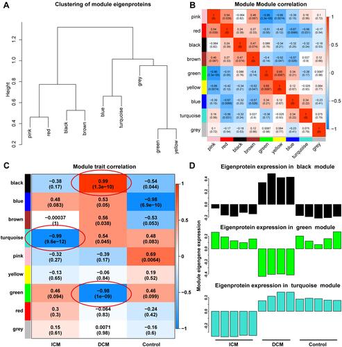 Figure 2 Modules highly associated with ischemic and DCM. Different modules are well distinguished according to the clustering plot of module eigengenes (A) and the module-module correlation plot (B). The module-trait correlation plot (C) showed that the turquoise module was well correlated with ICM. The black module and the green module were strongly associated with DCM. The proteins in the black module were expressed at a high level and the proteins in the green module were at a low level in the DCM group. In addition, the proteins in the turquoise module were significantly down-regulated in the ICM group (D).