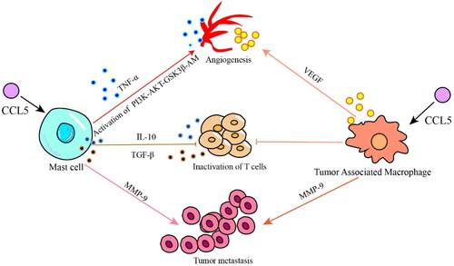 Figure 2. CCL5 promotes tumor progression by recruiting immunosuppressive cells. Mast cells recruited by CCL5 promote tumor neovascularization by secreting the cytokine TNF- α and activating the PI3K/AKT/GSK3 β/AM pathway; mast cells inhibit the activity of CD8+ T cells by secreting the cytokines IL-10 and TGF-β, and play immunosuppressive roles; mast cells and tumor-associated macrophages can directly promote tumor metastasis by secreting MMP-9. Tumor-associated macrophages are recruited by CCL5 to promote tumor neovascularization via the secretion VEGF; and TAMs directly inhibit the activity of CD8+ T cells.
