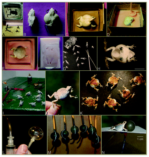 Figure 1. Production of faux frog models. To create a proportionally and structurally accurate male túngara frog, molds were made of a preserved frog specimen. (A) The specimen was partially embedded in a non-sulfur based clay (so as not to react with silicone) and surrounded by a cardboard dam. Depressions were made in the clay to serve as “keys” to lock the resulting two-part mold. Feet were severed and adhered to the bottom of a cardboard box using cyanoacrylate glue, and a one-part mold was made. Once the silicone molds cured and the frog specimens were removed, (B) urethane castes were made of the emaciated, preserved frog body, and a body was sculpted to appear inflated using sculpting epoxy over the urethane cast and over wire armature legs. Details, including body texture and eyes, were added using Elmer’s glue. The completed prototype was molded by (C) embedding it in clay, (D) pouring the first part with silicone, and, once cured, (E) peeling the clay off, spraying the silicone with a mold release (or brushing with Vaseline), then pouring the second part. The keys to lock this two-part mold took the form of a square ridge (E) and canal. Urethane casts were poured, and touched up by removing flashing and sanding seams. The feet were produced by (F) injecting hotmelt glue into the silicone mold, (G) cutting out the feet with surgical or sewing scissors, then (H) attaching to the body by heating each foot base with a soldering gun and pressing to the distal end of each urethane leg. Drilling holes in leg and foot, and inserting wire in both ends prior to heating the foot base strengthened the connection. A drill (Dremel Inc., New York) was used to hollow out the body from mouth to anal region, and tiny screws were glued into drilled holes in venter using two-ton epoxy. (I) The frogs were painted by mixing acrylics to match colors found on live frogs, (J) spraying with an airbrush as basecoats, then (K) applying acrylic paints with a fine brush. To match the glistening surface of a live male, the models were sprayed and sealed, then left to dry. Several inexpensive materials can function as vocal sac surrogates, including latex balloons or condoms (L), but urinary catheters appeared to last longest. (M) The catheter balloons were partially inflated, then painted by spraying with flexible automotive paint and brushing white stripes with a fabric paint. (N) Finally, the catheter was threaded through the model body and connected to the controller unit. Image N is a composite of two photographs. Scale bars (B, H, N) = 1 cm. Product details can be found in ref. Citation52.