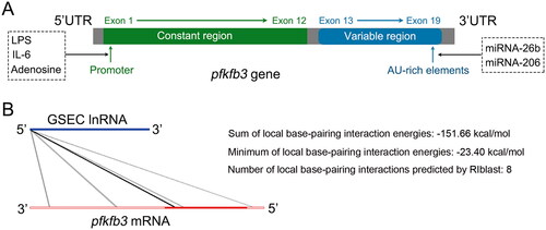 Figure 2. PFKFB3 gene. (A) Schematic of the coding sequence of the human pfkfb3 gene that consists of 19 exons. (B) The LncRRIsearch website (http://rtools.cbrc.jp/LncRRIsearch/) predicted that GSEC might interact directly with PFKFB3. The potential interaction possibly involves 8 regions, including two 3′ untranslated regions (UTRs), five coding sequence (CDS) regions, and one 5’ UTR. The sum of the global base-pairing interaction is described as an image. The query RNA (GSEC) and the target RNA (PFKFB3) are represented as a blue line and a red line, respectively. Predicted interactions are displayed as gray or black lines between two RNAs. The color consistency indicates the strength of the interactions.