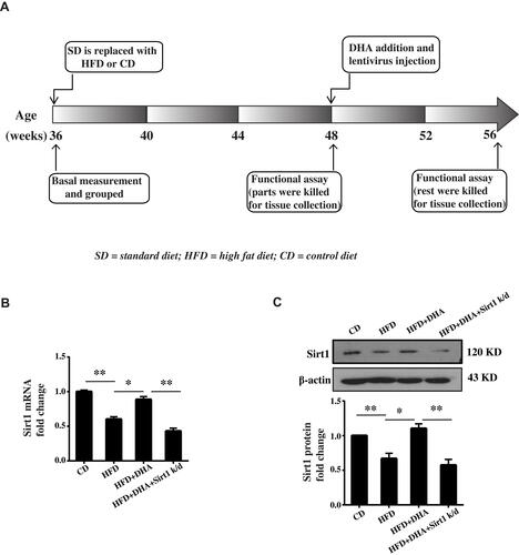 Figure 1 Sirt1 expression in steatotic livers. (A) Schematic flow of the experiment. Sirt1 mRNA (B) and protein expression (C) in liver from mice. β-Actin was used as a loading control. Data represent the means ± S.D. (standard deviation) (n=8, *p < 0.05 and **p < 0.01).