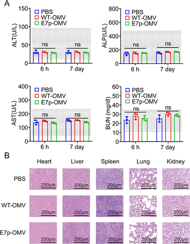 Figure 5 OMVs loaded with antigenic peptides does not cause tissue or metabolic diseases.