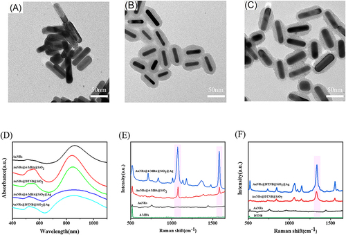 Figure 1 (A) Transmission electron microscopy (TEM)image of Au NRs; (B) Transmission electron microscope image of Au NRs@4-MBA/DTNB@SiO2; (C) Transmission electron microscope image of Au NRs@4-MBA/DTNB@SiO2 @Ag; (D) UV-vis spectra of Au NRs, Au NRs@4-MBA@SiO2, Au NRs@DTNB@SiO2, Au NRs@4-MBA @SiO2@Ag and Au NRs@DTNB@SiO2 @Ag; (E) Raman spectra of 4-MBA solution (0.01M), Au NRs, Au NRs@4-MBA@SiO2, Au NRs@4-MBA@SiO2@Ag; (F) Raman spectra of DTNB solution (0.01M), Au NRs, Au NRs@DTNB@SiO2, Au NRs@DTNB@SiO2@Ag.