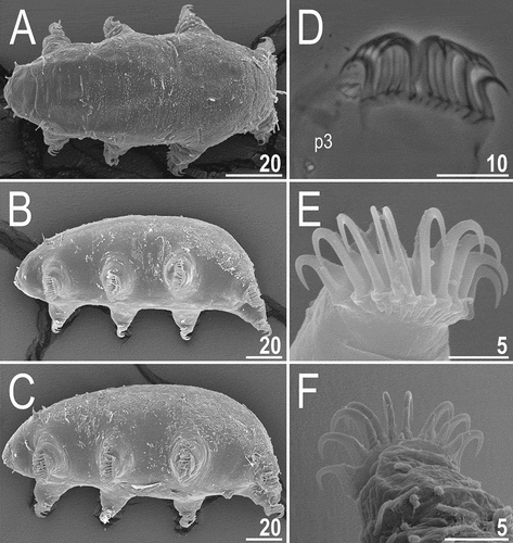 Figure 20. Detailed morphology of Echiniscoides trichosus sp. nov. (all but D in SEM): A. specimen in toto in dorsal view, B–C. specimens in toto in lateroventral view, D. claws III and sense organ on leg III (PCM), E. claws III, F. claws IV. Scale bars in μm.