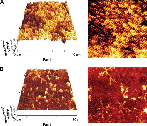 Figure 6 Atomic force microscopy image of the (A) dendrimer and (B) nanoconjugate.