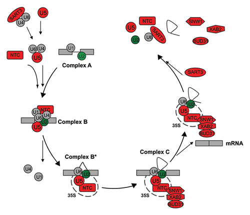 Figure 1 Dynamic changes of spliceosomal components during the splicing reaction. The spliceosome assembles intermediates during recognition of the splice site (complex A), before and after the first catalytic step (complex B and B*), and for the second catalytic event (complex C). Spliceosomal proteins and subcomplexes are indicated: U1, U2, U4/U6 and U5 snRNPs as well as the nineteen containing complex (NTC) and accessory proteins. The RNAi mediated knock-down of red components leads to defects in mitosis in human cells; green color indicates defects in cytokinesis (see also Table 1).