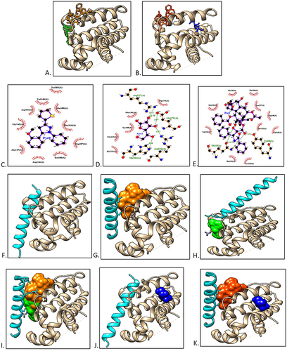 Figure 5 Protein-ligand docking and macromolecular docking of Bcl2. (A) Pyrazoline B (green) and Paclitaxel (Orange) binding to Bcl2. (B) Ascorbic acid (blue) and Paclitaxel (Orange) binding to Bcl2. (C) Pyrazoline B interaction with residues on Bcl2. (D) Ascorbic acid interaction with residues on Bcl2. (E) Paclitaxel interaction with residues on Bcl2. (F) Bcl2 without ligand. (G) Bcl2-Paclitaxel. (H) Bcl2-pyrazoline B. (I) Bcl2-Paclitaxel-pyrazoline B. (J) Bcl2-ascorbic acid. (K) Bcl2-Paclitaxel-ascorbic acid.