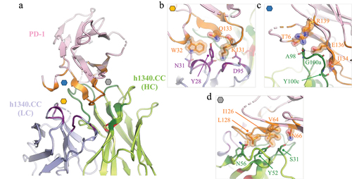Figure. Structure of h1340.CC fab bound to human PD-1. (a) overview structure, with interfacing residues in HC, LC and PD-1 colored dark green, dark purple and orange, respectively. The non-canonical disulfide is shown in red. (b-d) Close-up view of main interaction interfaces labeled in panel a, with key residues forming contacts shown as sticks. Polar contacts are shown as dashed yellow lines.