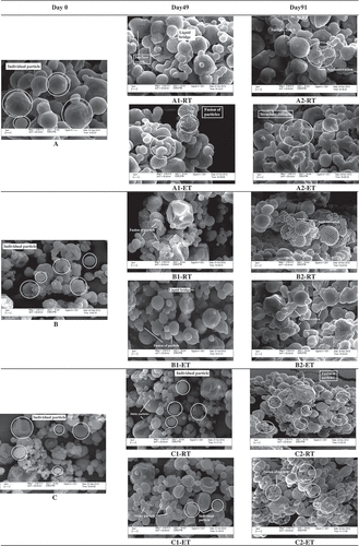 Figure 5a. Scanning electron micrographs of soursop powder obtained from different treatments (A) control, (B) treated with 0.5% TCP, (C) treated with 1.5% TCP, (D) treated with 0.5% CS, and (E) treated with 1.5% CS stored at RT and ET on (A-E) Day 0, (1) 49, and (2) 91 at magnification level of 2000×.