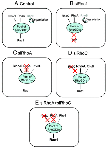 Figure 1. In control conditions (a), RhoA, RhoC and Rac1 can associate with RhoGDIalpha and RhoB is barely detectable as it is rapidly degraded. The silencing of Rac1 (b) did not affect the interaction of RhoA, RhoB and RhoC with RhoGDIalpha. Upon RhoA silencing (c), RhoC concentration is enhanced through increased binding to RhoGDIalpha and RhoB is stabilized in a RhoGDIalpha-dependent way. The RhoGDIalpha-Rac1 binding is similar to control. Upon RhoC silencing (d), RhoA concentration is enhanced through increased binding to RhoGDIalpha and RhoB is stabilized in a RhoGDIalpha-dependent way. The amount of Rac1 associated to RhoGDIalpha is similar to control. Suppression of the compensation between RhoA and RhoC via the double silencing of RhoA and RhoC enhances the amount of Rac1 associated with RhoGDIalpha (e).