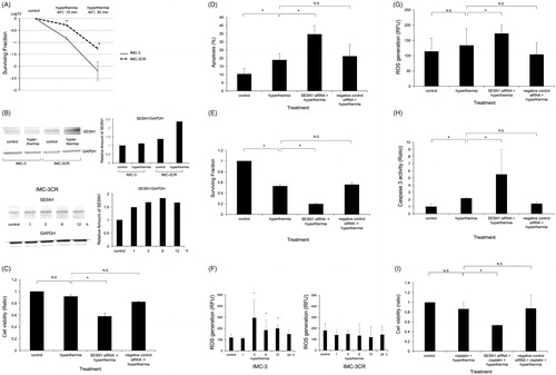 Figure 4. SESN1 induce hyperthermia resistance. (A) Colony formation was analysed by clonogenic cell survival assay after hyperthermia (44 °C, 15 min or 30 min) in IMC-3 and IMC-3CR cells. The ratio of colony numbers (survival fraction) is shown by log10. *p < .05. Error bars ± SD. (B) The protein expression of SESN1 was analysed using Western blotting in IMC-3 and IMC-3CR cells 6 h after hyperthermia (44 °C, 30 min, upper left panel). GAPDH is used as a loading control. The blot density was quantified (upper right panel). SESN1 expression was analysed using Western blotting at 1–12 h after hyperthermia (44 °C, 30 min) in IMC-3CR cells (lower left panel). GAPDH is used as a loading control. The blot density was quantified (lower right panel). (C) Cell viability was analysed by MTT assay in IMC-3CR cells 48 h after heat treatment (44 °C, 30 min). *p < .05. Error bars ± SD. (D) The apoptotic cells were analysed by flow cytometry with Annexin V labelling in IMC-3CR cells 48 h after heat treatment (44 °C, 30 min). *p < 0.05. Error bars ± SD. (E) Cell viability after heat treatment (44 °C, 15 min) was confirmed by clonogenic cell survival assay. *p < .05. Error bars ± SD. (F) ROS production was analysed after hyperthermia (44 °C, 15 min) in IMC-3 and IMC-3CR cells. *p < .05. Error bars ± SD. (G) ROS production was measured 1 h after hyperthermia (44 °C, 15 min) in IMC-3CR cells. *p < .05. Error bars ± SD. (H) Caspase 3 activity was analysed 48 h after hyperthermia (44 °C, 30 min) in IMC-3CR cells. *p < .05. Error bars ± s.d. (I) Cell viability was analysed by MTT assay in IMC-3CR cells 48 h after cisplatin (1 μg/ml) with heat treatment (44 °C, 30 min). *p < .05. Error bars ± SD.