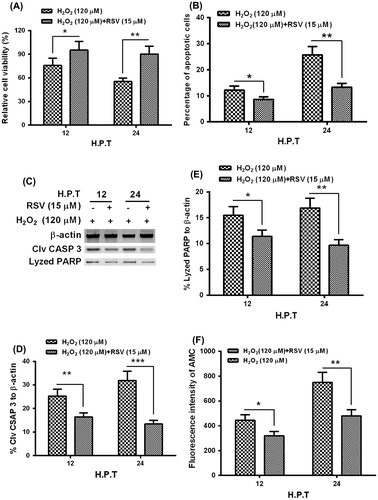 Fig. 4. RSV inhibits the apoptosis induction by H2O2 in MC3T3-E1 osteoblast cells.
