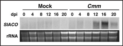 Figure 1 Kinetics of ACC oxidase (ACO) gene expression in tomato plants inoculated with Cmm. Six-week-old tomato plants were infected with a Cmm suspension (108 cfu/ml) or mock-inoculated. Total RNA was extracted from stem samples harvested at the indicated day post-inoculation (dpi) and subjected to Northern blot analysis using as probe a 550 bp fragment of the SlACO1 gene, which shares high homology with other ACO family members (upper). Ethidium bromide staining shows the amount of RNA loaded in each lane (lower).