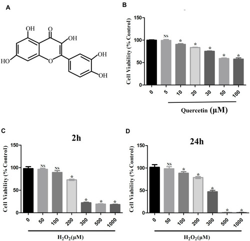 Figure 1 Effects of H2O2 and quercetin on cell viability of hPDLCs. (A) The chemical structural formula of quercetin. (B) Cell viability of hPDLCs treated with various concentrations of quercetin (0, 5, 10, 20, 30, 50 or 100 μM) for 24 h. (C) Cell viability of hPDLCs treated with various concentrations of H2O2 (0, 50, 100, 200, 300, 500 or 1000 μM) for 2 h. (D) Cell viability of hPDLCs treated with various concentrations of H2O2 (0, 50, 100, 200, 300, 500 or 1000 μM) for 24 h. All data are presented as the mean ± SD, *p < 0.05.