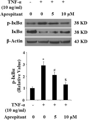 Figure 7. The neurokinin-1 receptor (NK-1R) antagonist aprepitant inhibits TNF-α (10 ng/ml)-induced expression of p-IκBα and IκBα degradation in FLSs. FLSs were incubated with 10 ng/ml TNF-α in the presence or absence of aprepitant (5, 10 μM) for 6 h. Western blot analysis showing amounts of p-IκBα and IκBα in FLSs (*, #, $, p<.01 vs. previous column group).