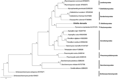 Figure 1. Phylogenetic relationships among 21 Ascomycota fungi inferred based on the concatenated amino acid sequences of 14 mitochondrial protein-coding genes. The following 14 mitochondrial protein-coding genes were concatenated: atp6, atp8, atp9, cytb, cox1, cox2, cox3, nad1, nad2, nad3, nad4, nad4L, nad5, and nad6. The tree was generated using Bayesian inference (BI). The percentages of replicate trees in which the associated taxa clustered together in the bootstrap test (1,000,000 replicates) were shown next to the branches.