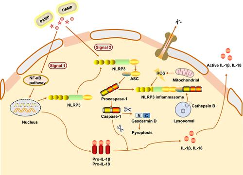 Figure 2 Mechanism of NLRP3 inflammasome activation. NLRP3 inflammasome activation requires two signals to mediate both IL-1β and IL-18 production, including the priming and the activation signals. The NLRP3 inflammasome is activated by a variety of the pathogen-associated molecular patterns (PAMPs) and danger-associated molecular patterns (DAMPs). The first signal activates the NF-κB pathway, leading to upregulation of pro-IL-1β, pro-IL-18 and NLRP3 protein levels. The second signal is activated in response to various stimuli (eg, K+ efflux, ROS and cathepsin B) and promotes the assembly of ASC and pro-caspase-1, leading to activation of the NLRP3 inflammasome complex. The activation drives NLRP3 inflammasome to mediate active caspase-1 production, followed by the maturation and secretion of IL-1β and IL-18. Active caspase-1 also cleaves gasdermin D (GSDMD), which allows the N-terminal domain of GSDMD to form pores in the plasma membrane. This facilitates IL-1β and-18 release and causes a lytic form of cell death (pyroptosis), which supports inflammation.