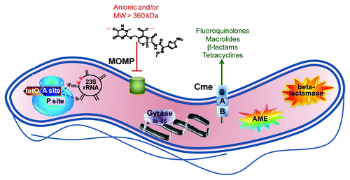 Figure 1. Summary of major antibiotic resistance mechanisms in Campylobacter. The ribosome, shown in blue at the left, is the site of two major resistance mechanisms. Binding of the TetO protein (shown in brown) to the A site (shown in dark purple) prevents tetracycline from occupying that site but stills allows access of the aminoacyl tRNA so that protein synthesis continues. Point mutations in 23S rRNA in the domain V region (shown in black) at position 2,075 principally and less often at position 2,074 (indicated by red stars) decrease the binding affinity for macrolides and lead to resistance. The major outer membrane protein (MOMP, shown in green), limits the entry of most antibiotics that are negatively charged or with a molecular weight larger than 360 kDa; the structure of the 552 kDa, dianionic antibiotic ceftriaxone is shown as an example. The Thr-86-Ile substitution in DNA gyrase (shown in light purple), is the main means of fluoroquinolone resistance, and this single mutation also confers high level resistance to this antibiotic class. The multi-drug efflux pump CmeABC (shown as stacked blue squares) contributes to resistance against fluoroquinolones, macrolides, β-lactams and tetracyclines, and works synergistically with other resistance mechanisms, often leading to high-level resistance. Aminoglycoside-modifying enzymes (AME; shown as the multi-colored star burst), principally of the aminoglycoside phosphotransferase family, are the main means of aminoglycoside resistance. Finally, β-lactamases (shown as the orange star burst) of the penicillinase type as well as the Ambler class D OXA-61 contribute to β-lactam resistance.