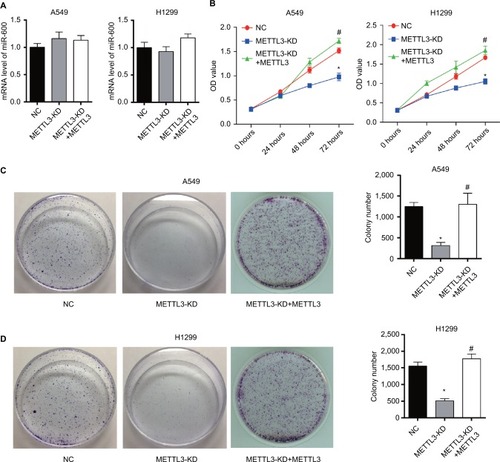 Figure 3 Knockdown of METTL3 reduces the viability of lung cancer cells.Notes: (A) Results of qPCR showed that knocking down METTL3 did not affect miR600 expression in both A549 and H1299 cells. (B) The proliferation curves of A549 (left) and H1299 (right) cells transfected with METTL3-specific siRNA were detected by using CCK8. (C, D) Plate clonality assay. Experiments in this figure were all performed in triplicate (*P<0.05 vs NC; #P<0.05 vs METTL3-KD).