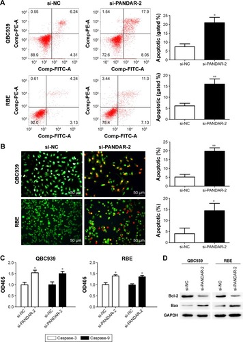Figure 3 PANDAR depletion increased apoptosis in CCA cells.