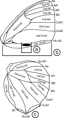 Fig. 1. Bicyclus wing with venation nomenclature. Names of cells are given inside the cells whilst names of veins are given immediately to the right or below the wing margin at the terminal point of each vein. Also shown is a schematic for three morphological measurements taken for specimens from the auricruda-group. Relative androconial size was calculated by dividing the length of the outer forewing androconial patch (a) with the total distance from the wing base to the distal end of vein 1A+2A (inner androconial patch not shown). Hindwing tail angle (c) was calculated as the angle formed when placing landmarks at the distal ends of veins CuA2, 1A+2A & 3A.