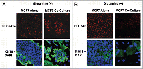 Figure 4 MCF7 cells in coculture show increased expression of the transporter for glutamine uptake, but decreased expression of the transporter for glutamine extrusion. MCF7 cells were cultured alone or with fibroblasts for 5 d in high glutamine media. Then, cells were fixed and immunostained with antibodies against K8/18 (green) and SLC6A14 (A, red) or SLC7A5 (B, red). Nuclei were counter-stained with DAPI (blue). K8/18 was used to distinguish MCF7 cells from fibroblasts. Note that SLC6A14, the transporter that facilitates glutamine uptake, is highly upregulated in MCF7 cells in coculture, compared with MCF7 cells alone. Conversely, SLC7A5, the transporter that facilitates glutamine extrusion, is greatly decreased in MCF7 cells in coculture, compared with MCF7 cells alone. Original magnification, 40×.