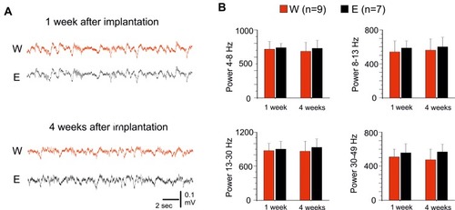 Figure 4 Chronic recordings with implanted epidural SCBI electrodes. (A) Sample recordings performed with E and W electrodes in the same guinea pig, 1 week and 1 month after the electrode implant. (B) Averaged frequency power densities of EEG signals recorded with standard E electrodes (black columns) and with SCBI probes (red columns), 1 week and 1 month after surgical electrode implant. Different frequency bands were separately analyzed (4–8 Hz, 8–13 Hz, 13–30 Hz and 30–50 Hz) in 9 W and 7 E (control) electrodes.