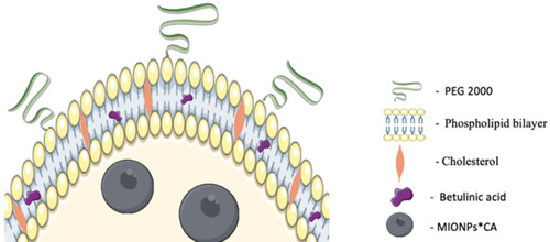 Figure 1 Graphical representation of a BA-loaded magnetoliposome. MIONPs*CA are incorporated in the aqueous core, while BA is entrapped in the lipid bilayer of the liposome. (Image realized by applying Servier Medical ART illustration: http://smart.servier.com).