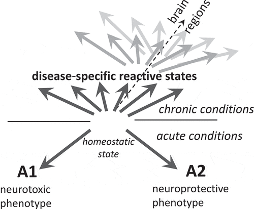 Figure 1. The diagram illustrating that in neurodegenerative diseases, instead of polarization according to the bidirectional A1-A2 or neurotoxic-neuroprotective model, reactive astrocytes adopt multiple, disease-specific states dictated in part by a nature of an insult. Within individual diseases, reactive states might vary across brain regions at any given time point of the disease (represented by dark and light grey arrows)