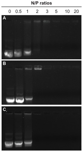 Figure 4 Agarose gel electrophoresis of SP-DNA complexes (B) in comparison with PEI 800-DNA complexes (A) and PEI 25,000-DNA complexes (C) at varying N/P ratios.Abbreviations: SP, polyethyleneimine 800 conjugated poly(styrene-co-maleic anhydride); PEI, polyethyleneimine.