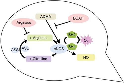 Figure 1 Generation of NO.