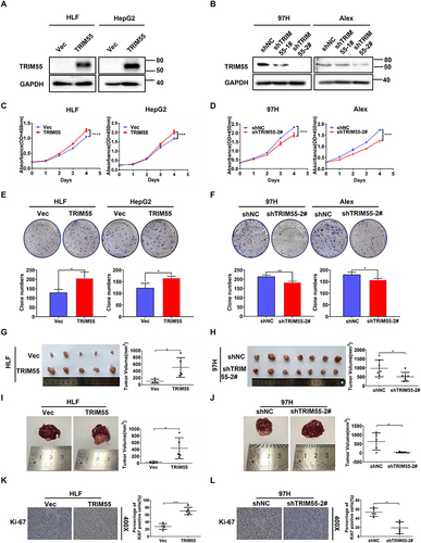 Figure 2 TRIM55 promotes HCC cell proliferation in vitro and in vivo. (A) The overexpression of TRIM55 in HLF and HepG2 cells were verified by Western blot analysis. (B) Knockdown of TRIM55 in 97H and Alex cells were verified by Western blot analysis. (C and D) The effect of TRIM55 overexpression or knockdown on cell proliferation evaluated by CCK8 assay. (E and F) The effect of TRIM55 overexpression or knockdown on cell proliferation evaluated by colony formation assay. (G and H) The effect of TRIM55 overexpression or knockdown on growth of xenograft tumors. Tumor growth was evaluated by measuring tumor volume. (I and J) Representative images of the effect of TRIM55 overexpression or knockdown on growth of intrahepatic tumors. Tumor growth was evaluated by measuring tumor volume. (K and L) Representative immunohistochemical images of expression level of Ki-67 in xenograft tumor tissues. (*P < 0.05, **P < 0.01, ***P < 0.001, ****P < 0.0001.).