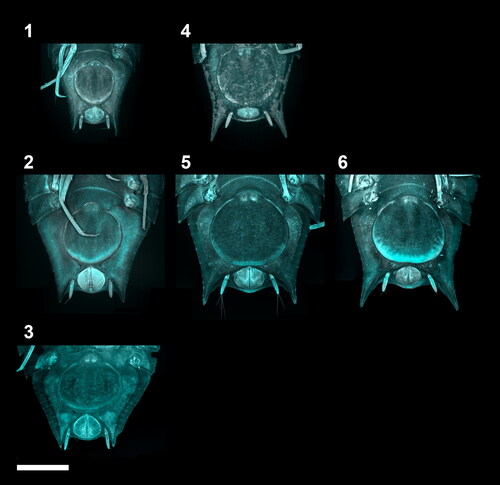 Fig. 5. Ontogenetic development of the adult female stages of the Haploniscus belyaevi species complex. Ventral pleotelson CLSM-scans of three different phenotypic clusters H. ‘KKT’ (KBII Hap123 (1), KBII Hap219 (2), KBII Hap118 (3)), H. ‘SO’ (SKB Hap41 (4), SKB Hap23 (5)) and H. aff. belyaevi (SKB Hap50 (6)) across the three successive ontogenetic stages: preparatory female IV early instar (1, 4), preparatory female IV late instar (2, 5, 6) and ovigerous female V (3). The female IV stage is depicted twice to compare specimens of its first and last instar. Depicted differences in shape and size between these instars are the result of a gradual development over multiple moults that did not justify the erection of additional stages. The ovigerous female V specimen of H. ‘KKT’ could not be scanned in a standardized view without the risk of damaging the specimen due to a pronounced body curvature.