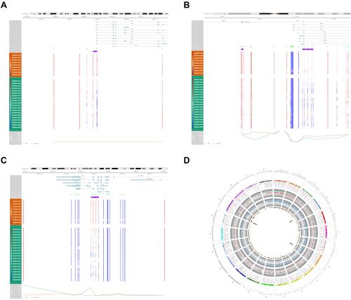 Figure 7 The methylation sites and regions of key DNA methylation-regulated genes and the Circos plot showed the relationship between DNA methylation and gene expression. (A) the methylation sites and regions of SPP1. (B) the methylation sites and regions of UHRF1. (C) the methylation sites and regions of HEY1. (D) the Circos plot showed the relationship between DNA methylation and gene expression; The first layer (outermost) is the chromosome; The second layer is the heatmap of gene expression in HB and normal liver samples with the outer circle as normal liver samples and the inner circle as HB samples; The third layer is the histogram of the gene expression change (logFC) in HB samples compared with normal liver samples, and blue represents downregulation and red represents upregulation; The fourth layer is the histogram of the mean difference of DMRs in in HB samples compared with normal liver samples, and blue represents demethylation and red represents supermethylation; The fifth layer is the number of CpG in the DMR, and the horizontal axis is chromosome and the vertical axis is CpG number.