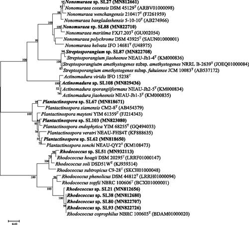 Figure 3. Neighbor-joining tree [Citation20] based on 16S rRNA gene sequences showing relationships between the isolates and recognized species of the genera Rhodococcus, Plantactinospora, Nonomuraea, Streptosporangium and Actinomadura strains among their phylogenetic neighbors. The numbers at the nodes demonstrate the levels of bootstrap support (%); only values ≥ 50% are given. GenBank accession numbers are placed in parentheses. Bar, 0.01 substitutions per nucleotide position.